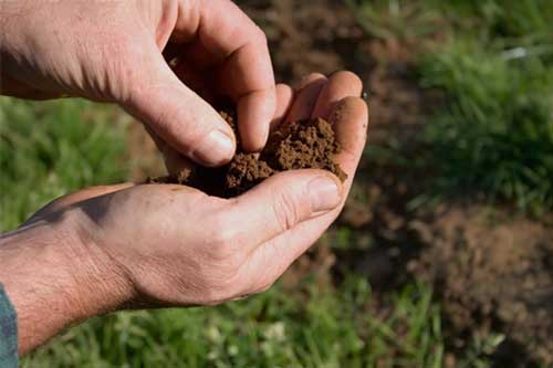 Truffleland tartufaia e impianti tartufigeni tartuficoltura piante da tartufo coltivazione tartufo consulenza e analisi del terreno