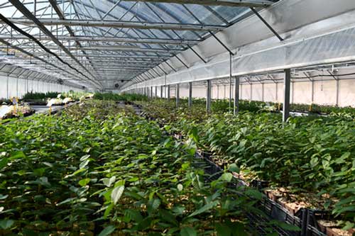 Truffleland tartufaia e impianti tartufigeni tartuficoltura piante da tartufo coltivazione tartufo ricerca e sviluppo piante da tartufo