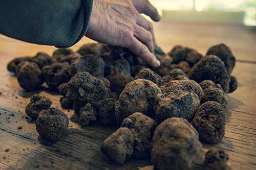 Truffleland tartufaia e impianti tartufigeni tartuficoltura piante da tartufo coltivazione tartufo impianti di irrigazione per tartufaie