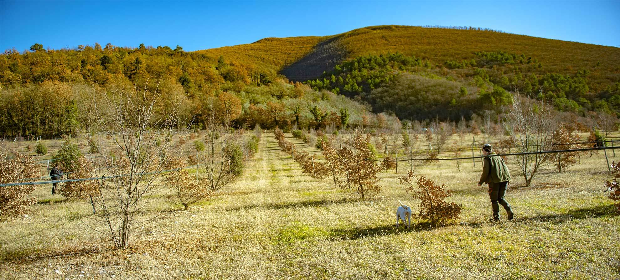 Truffleland tartufaia e impianti tartufigeni tartuficoltura piante da tartufo coltivazione tartufo incentivi per coltivare tartufi