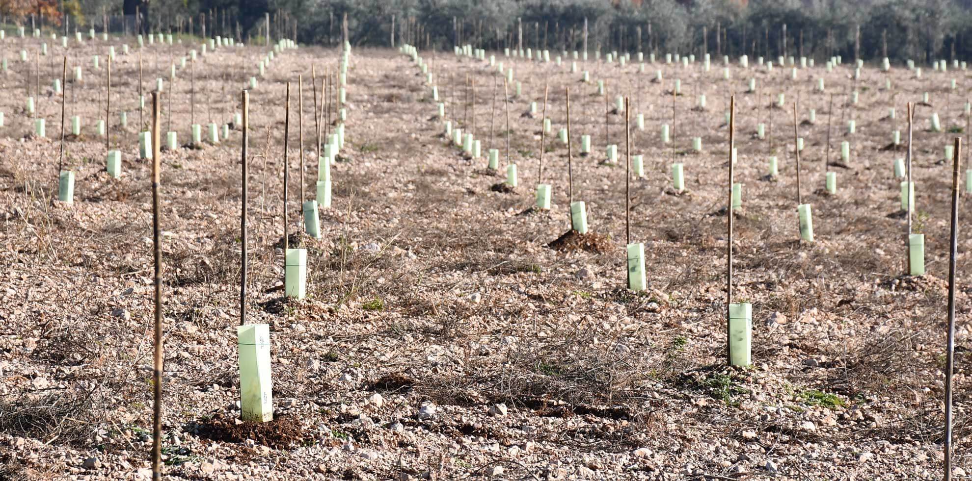 Truffleland tartufaia e impianti tartufigeni tartuficoltura piante da tartufo coltivazione tartufo piante da tartufo progettazione tartufaie