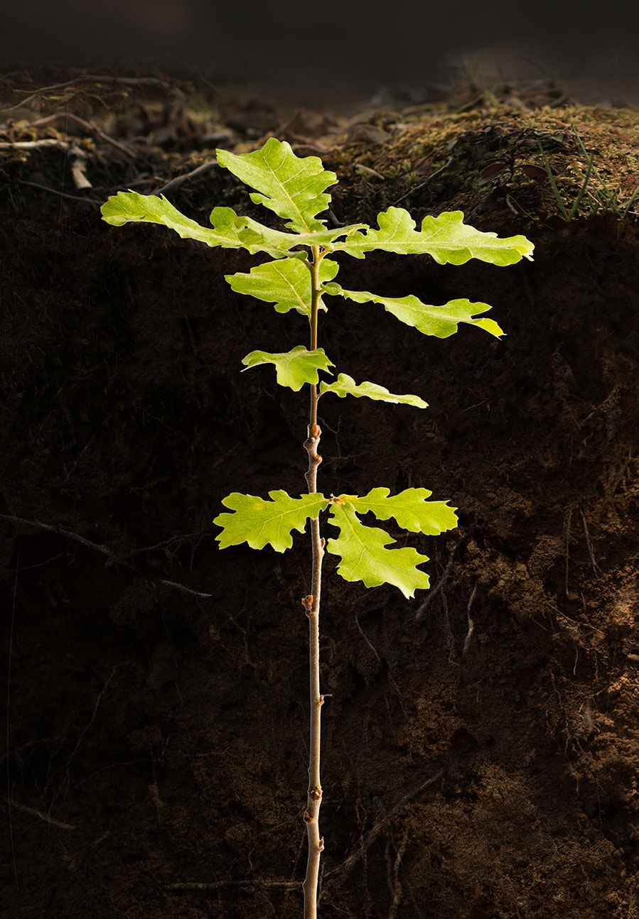 pianta-micorrizata-da-tartufo-roverella