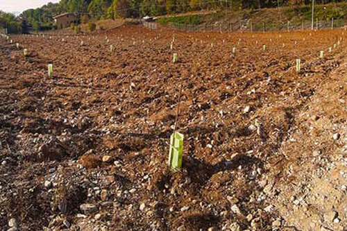 Truffleland tartufaia e impianti tartufigeni tartuficoltura piante da tartufo coltivazione tartufo recinsioni per tartufaie