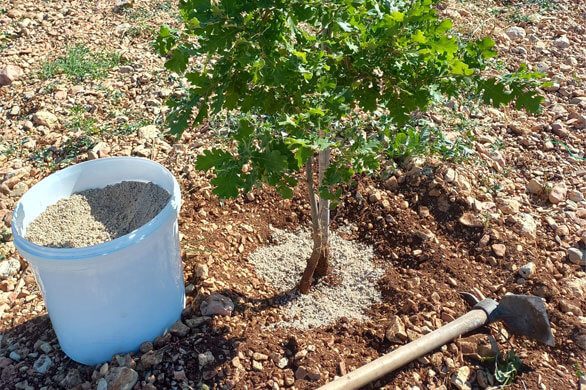 Truffleland tartufaia e impianti tartufigeni tartuficoltura piante da tartufo coltivazione tartufo inoculo sporale